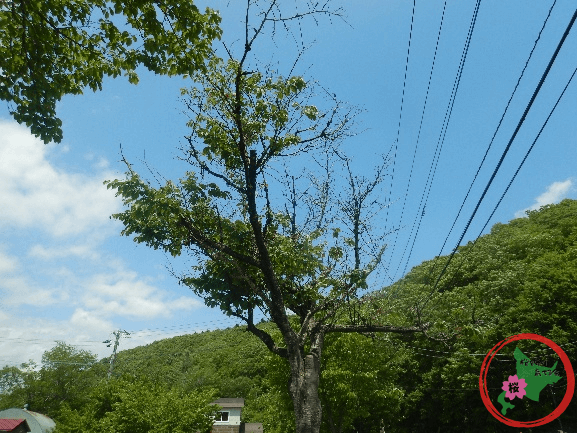 桜を守り育てる会,北広島市,サクラこぶ病