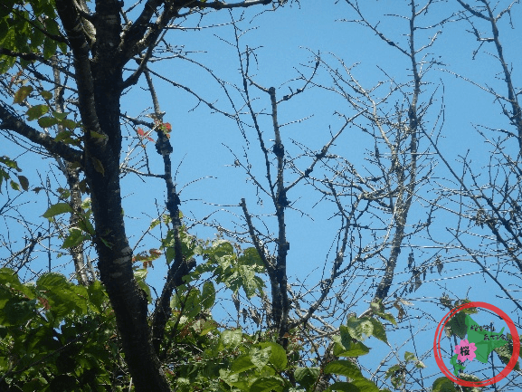 桜を守り育てる会,北広島市,サクラこぶ病