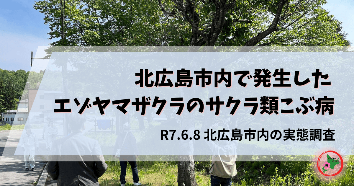 桜を守り育てる会,北広島市,サクラこぶ病