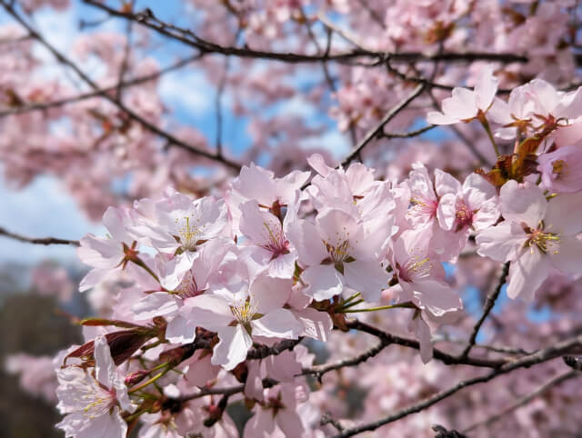 桜を守り育てる会