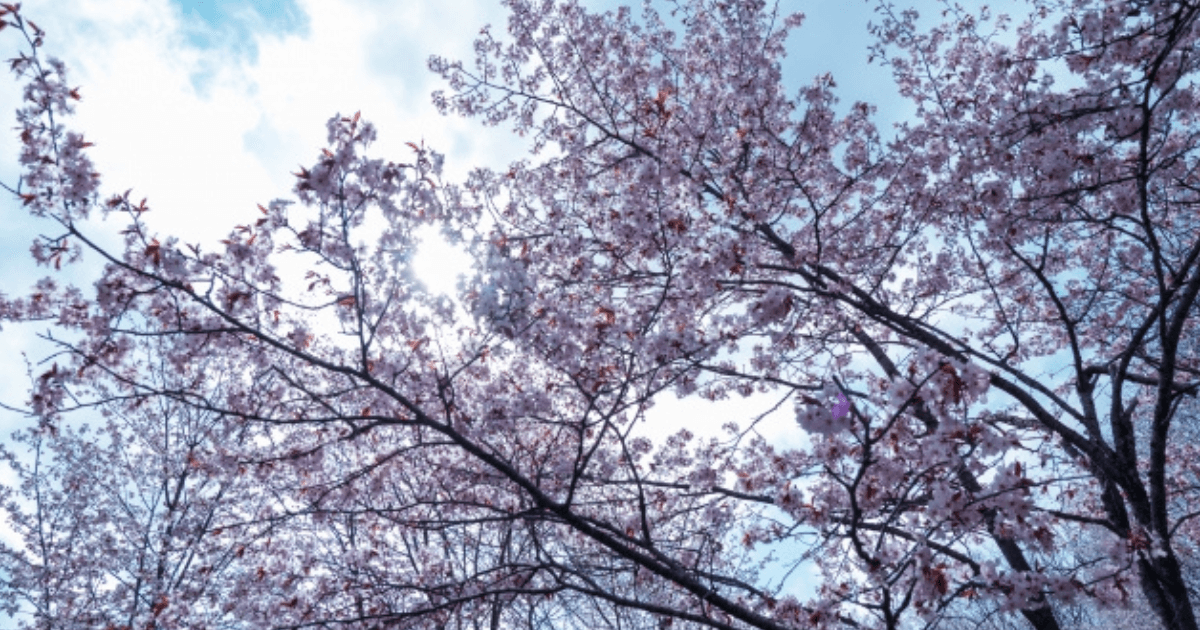 桜を守り育てる会