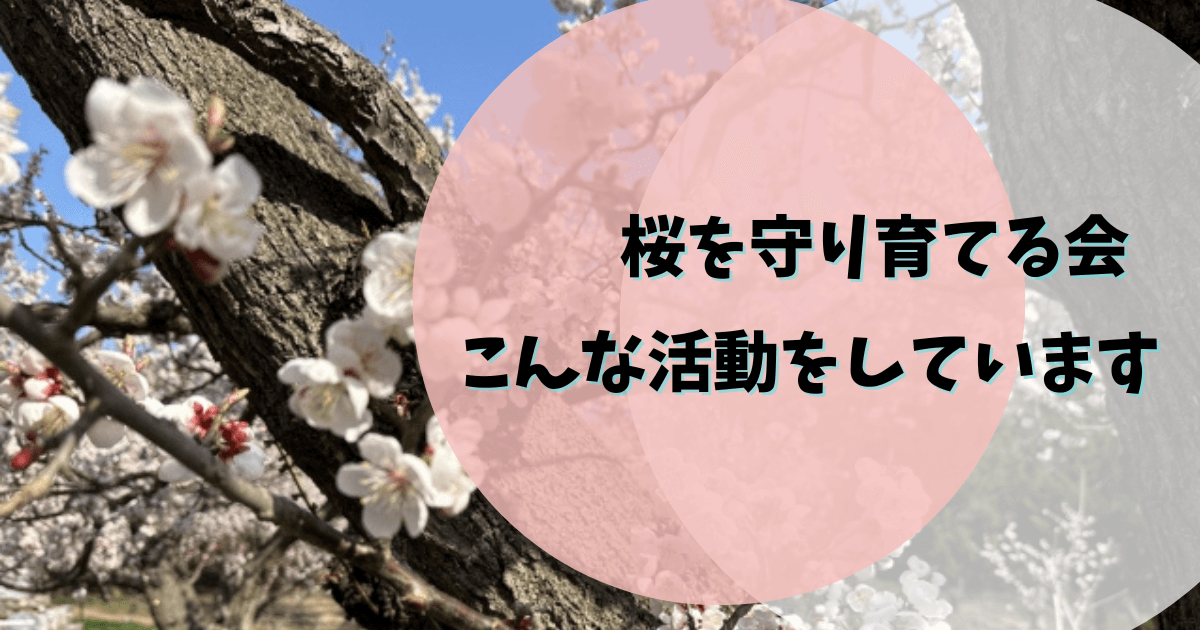 桜を守り育てる会,活動内容