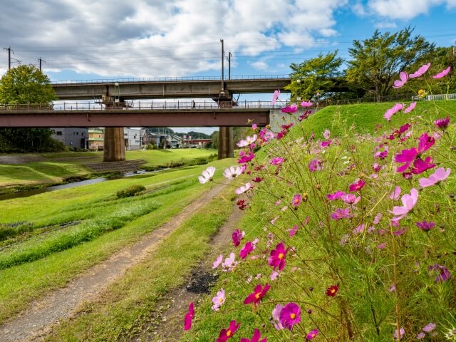 NPO法人桜を守り育てる会,輪厚川,桜並木