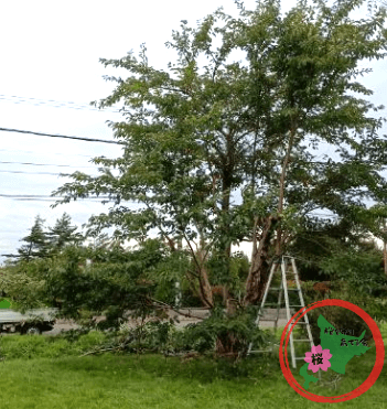 北広島市,中央公園,実習木,NPO法人桜を守り育てる会