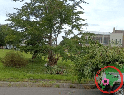 北広島市,中央公園,実習木,NPO法人桜を守り育てる会