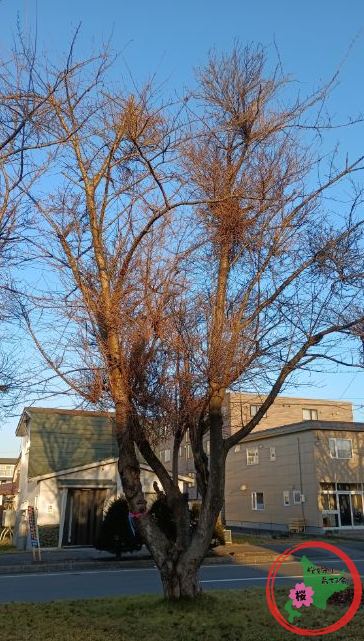 恵庭,桜,グリーンベルト,市役所