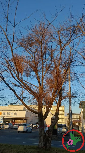 恵庭,桜,グリーンベルト,市役所