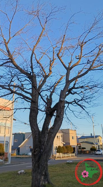 恵庭,桜,グリーンベルト,市役所