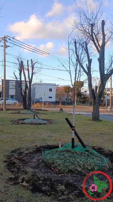 恵庭,桜,グリーンベルト,市役所