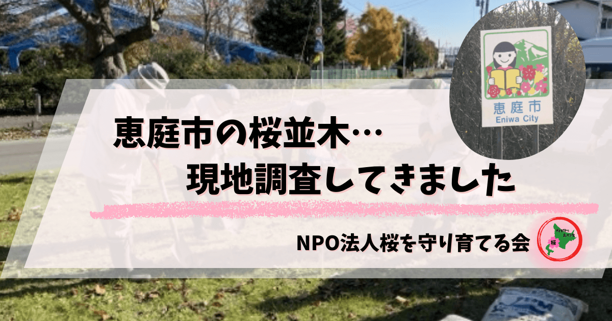 恵庭,桜,グリーンベルト,市役所