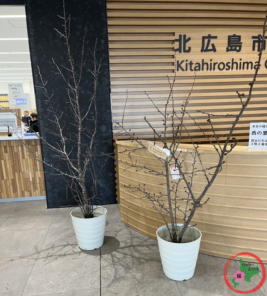 NPO法人桜を守り育てる会,北広島市,剪定,桜の枝,プレゼント