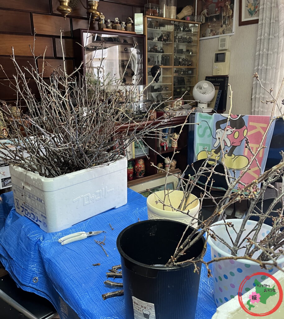 NPO法人桜を守り育てる会,北広島市,剪定,桜の枝,プレゼント