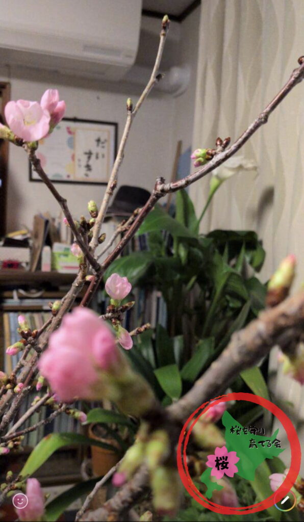 NPO法人桜を守り育てる会,北広島市,剪定,桜の枝,プレゼント