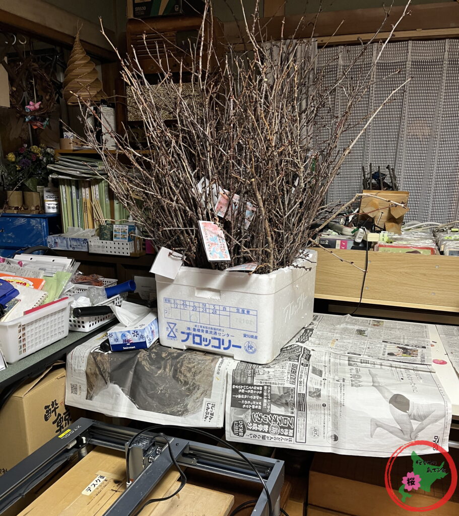 NPO法人桜を守り育てる会,北広島市,剪定,桜の枝,プレゼント