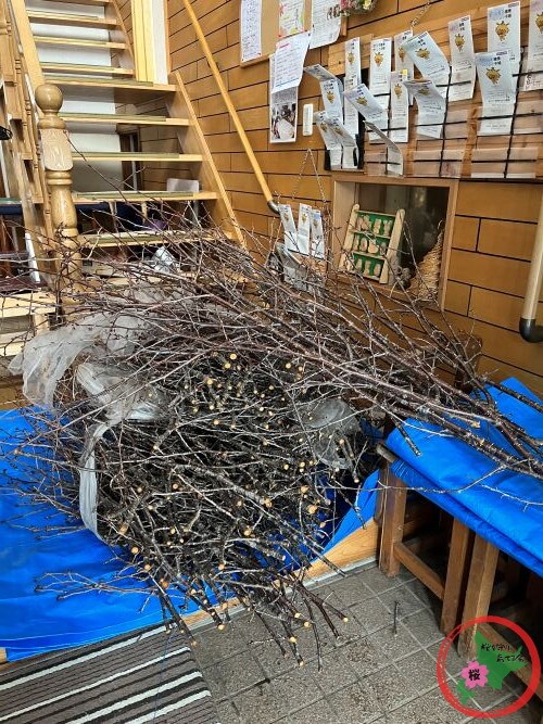 NPO法人桜を守り育てる会,2026年,桜の枝,無料プレゼント