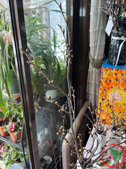 NPO法人桜を守り育てる会,2026年,桜の枝,無料プレゼント