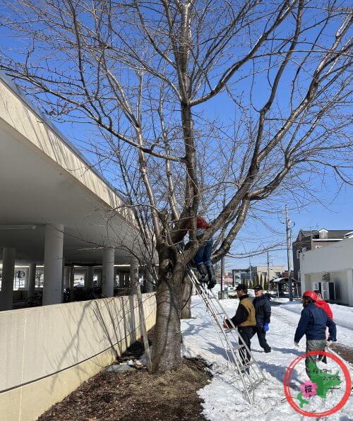2026.3.9,北広島市,JR北広島駅,NPO法人桜を守り育てる会,桜,剪定