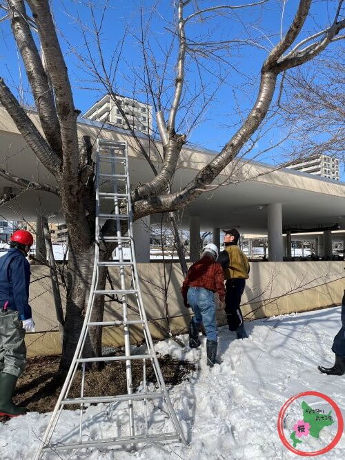 2026.3.9,北広島市,JR北広島駅,NPO法人桜を守り育てる会,桜,剪定