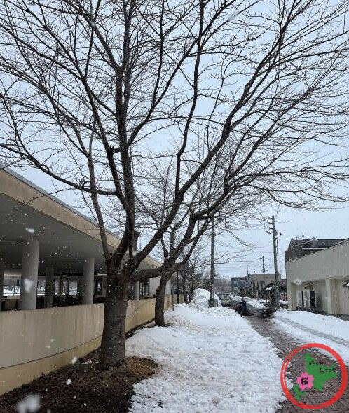 2026.3.9,北広島市,JR北広島駅,NPO法人桜を守り育てる会,桜,剪定