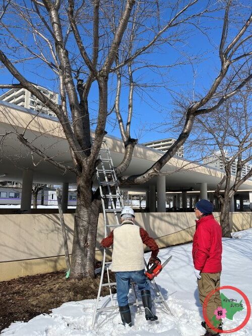 2026.3.9,北広島市,JR北広島駅,NPO法人桜を守り育てる会,桜,剪定