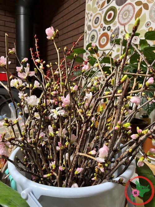 NPO法人桜を守り育てる会,2026年,桜の枝,無料プレゼント