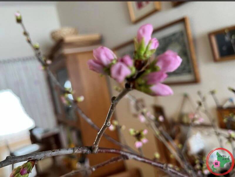 NPO法人桜を守り育てる会,2026年,桜の枝,無料プレゼント