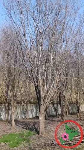 桜を守り育てる会,過密植樹,島松,北広島市