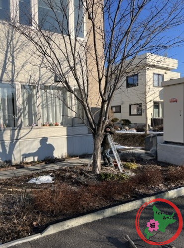 生活クラブ,北広島,桜を守り育てる会,剪定