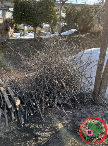 生活クラブ,北広島,桜を守り育てる会,剪定