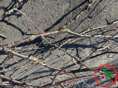 生活クラブ,北広島,桜を守り育てる会,剪定