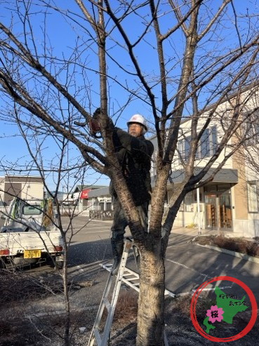 生活クラブ,北広島,桜を守り育てる会,剪定