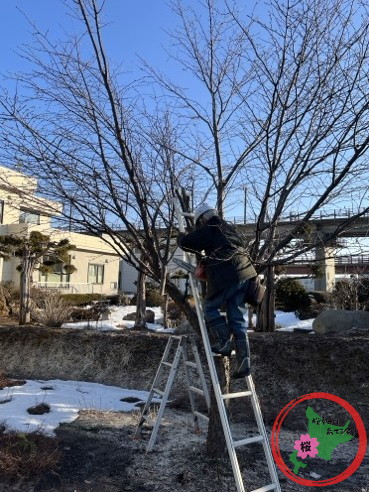 生活クラブ,北広島,桜を守り育てる会,剪定