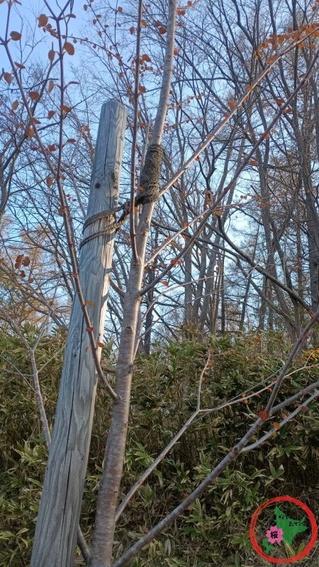 桜を守り育てる会,桜,実態調査,支柱