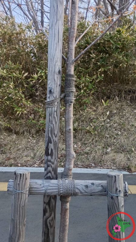 桜を守り育てる会,桜,実態調査,支柱