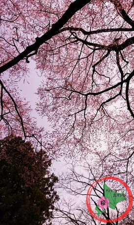 桜を守り育てる会,福島,理事長,北海道新聞,取材