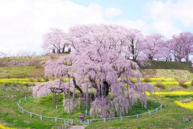 桜を守り育てる会,福島,理事長,北海道新聞,取材