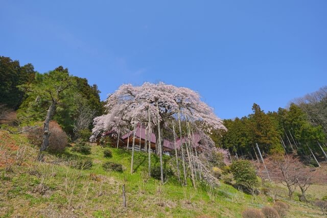 桜を守り育てる会,福島,理事長,北海道新聞,取材