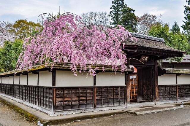 桜を守り育てる会,福島,理事長,北海道新聞,取材