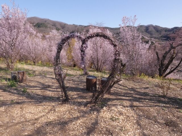 桜を守り育てる会,福島,理事長,北海道新聞,取材