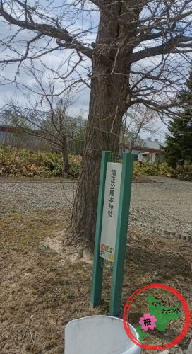 NPO法人桜を守り育てる会,北広島市,島松駅逓