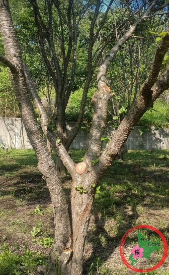NPO法人桜を守り育てる会,活動報告,レクの森,島松