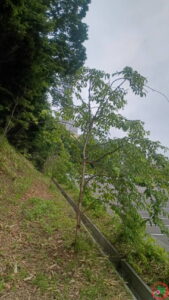 NPO法人桜を守り育てる会,活動報告,レクの森,島松