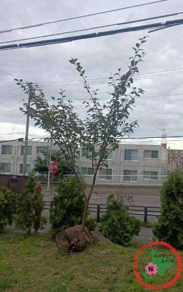 NPO法人桜を守り育てる会,北広島市役所,桜,ひこばえ