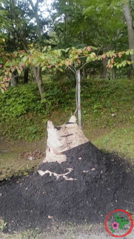 NPO法人桜を守り育てる会,島松,奇跡の桜