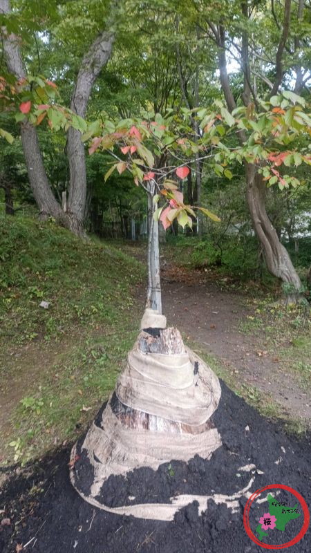 NPO法人桜を守り育てる会,島松,奇跡の桜