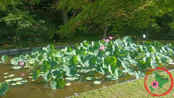 NPO法人桜を守り育てる会,島松